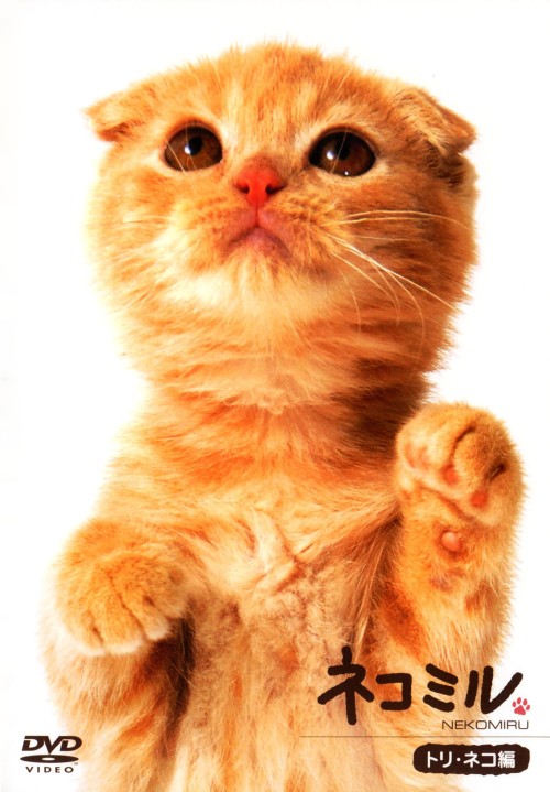 ネコミル トリ・ネコ編