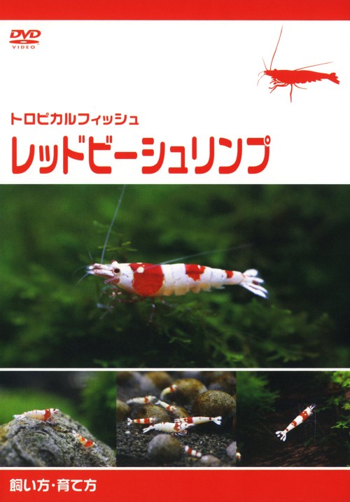 ゲオ公式通販サイト ゲオオンラインストア 中古 トロピカルフィッシュ レッドビーシュリンプ 飼い方 育て方 Dvd 中野小百合 Dvd ゲオ公式通販サイト ゲオオンラインストア 中古 トロピカルフィッシュ レッドビーシュリンプ 飼い方 育て方 Dvd 中野小百合 Dvd